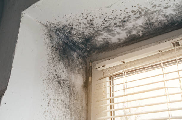 Affordable Mold Inspection solutions in Saint Inigoes, MD